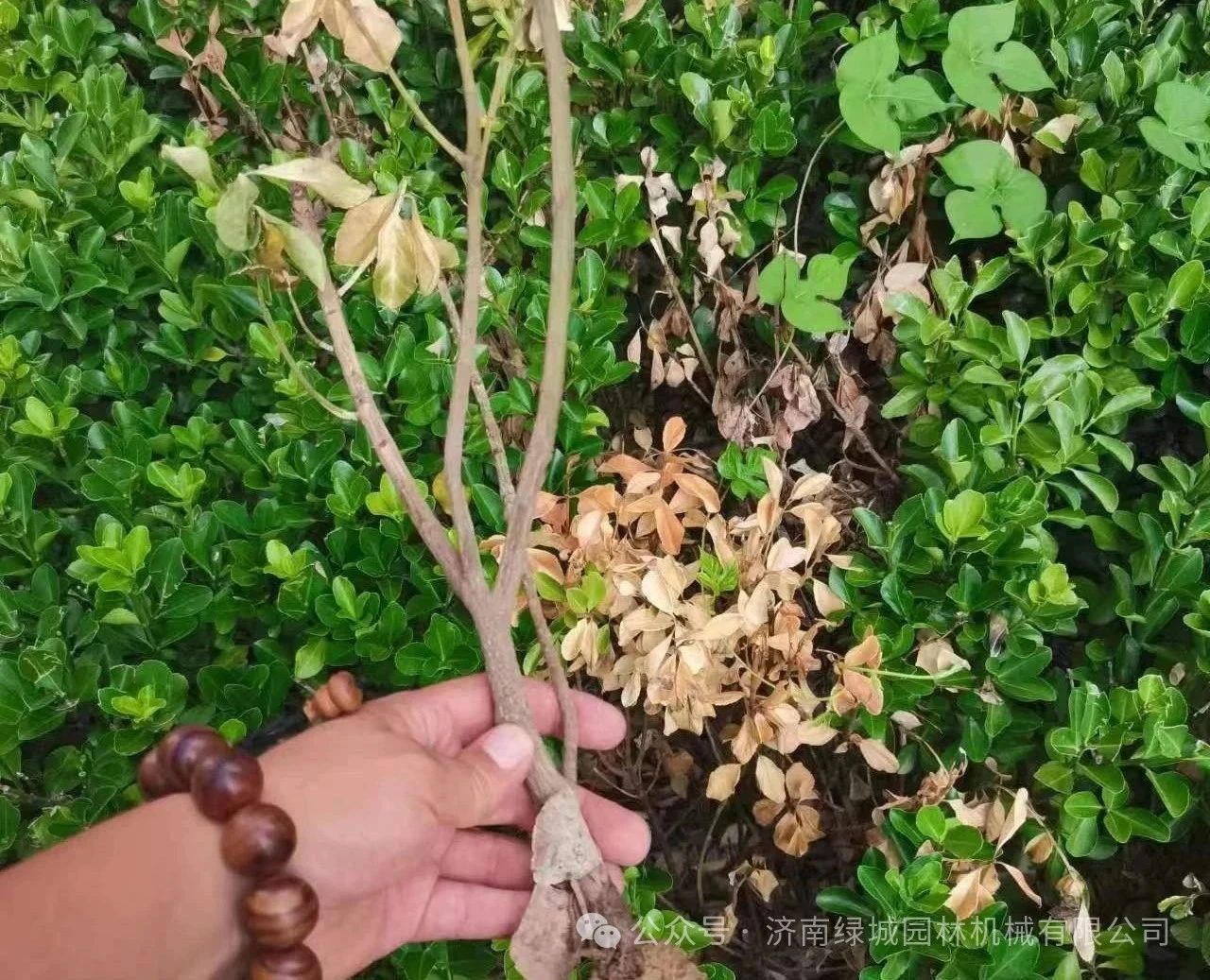 DƬ